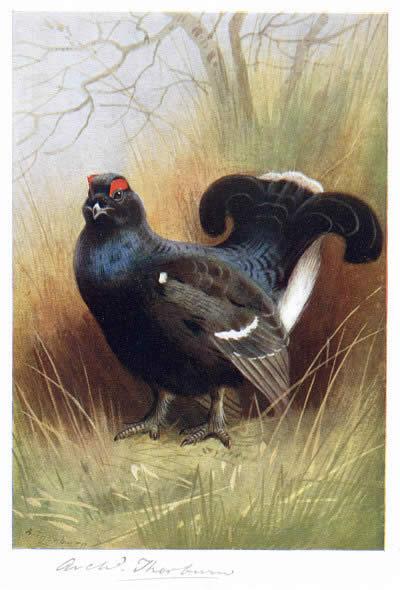 Archibald Thorburn Canvas Paintings page 2